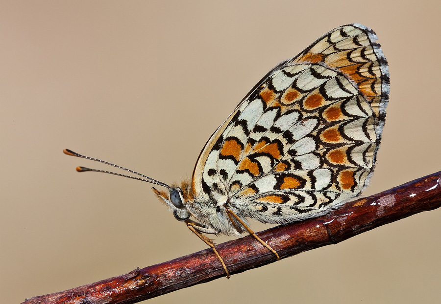 Melitaea phoebe