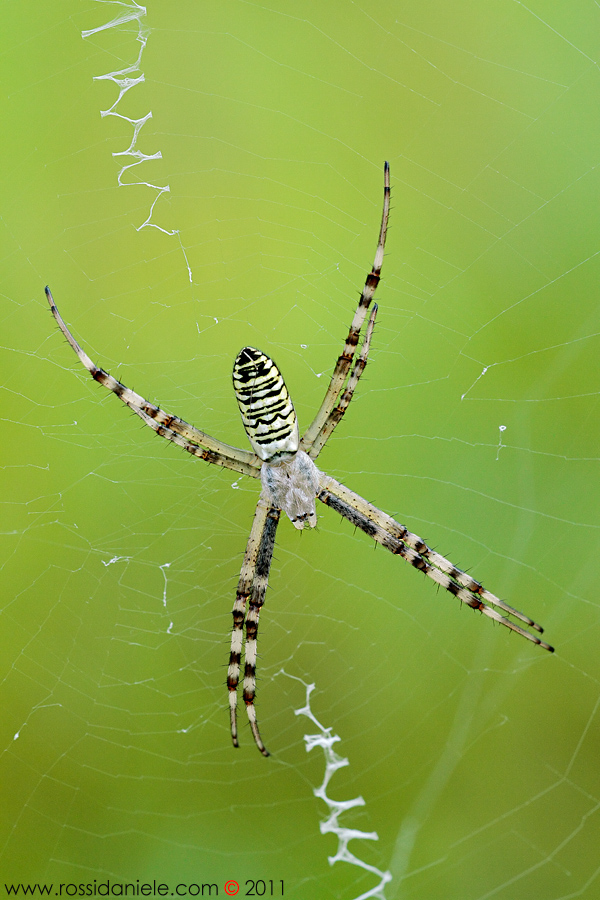 Argiope bruennichi