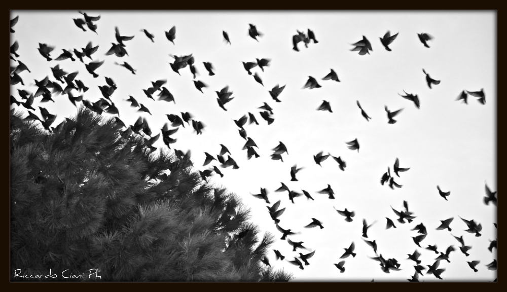 Stormi d'uccelli neri... com'esuli pensieri