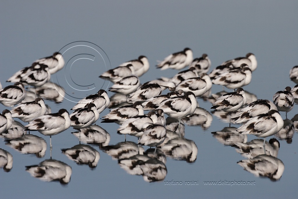 Avocette ( Recurvirostra avosetta )