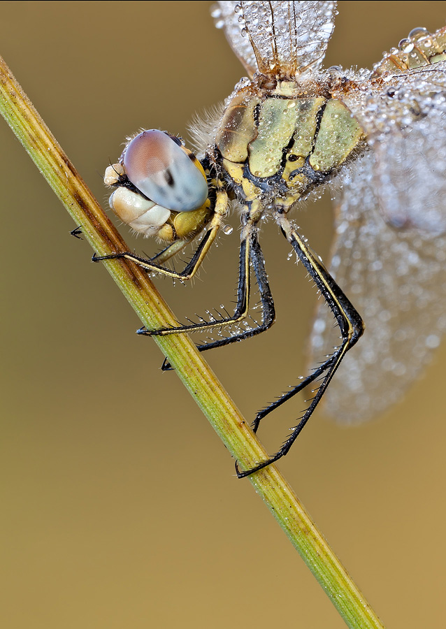 Sympetrum fonscolombii