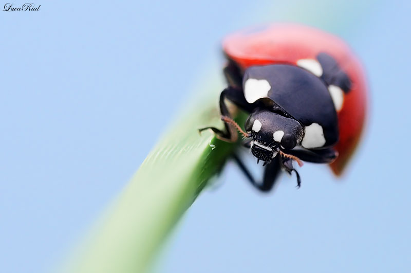 Coccinella!