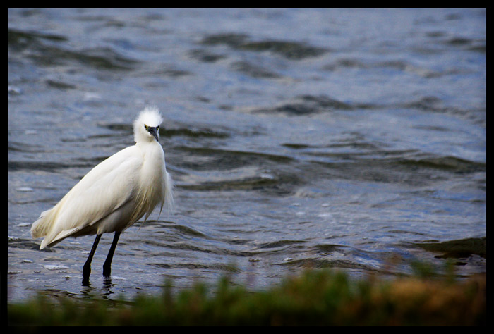 Garzetta, m'ha cuccato