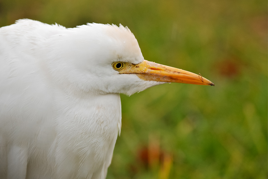 Ritratto di guardabuoi