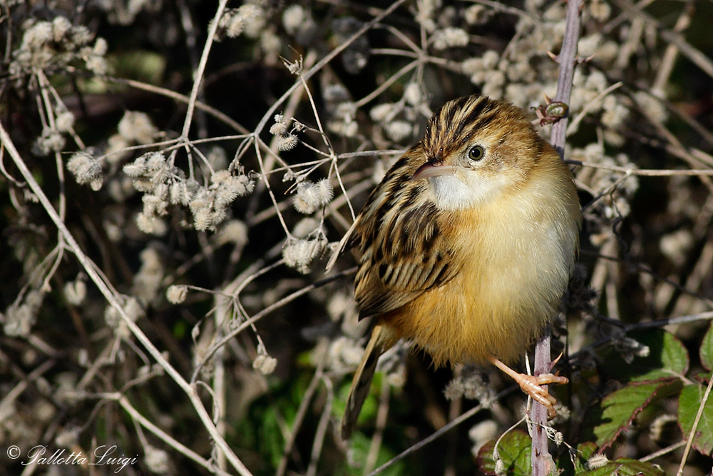 Beccamoschino (Cisticola juncidis)