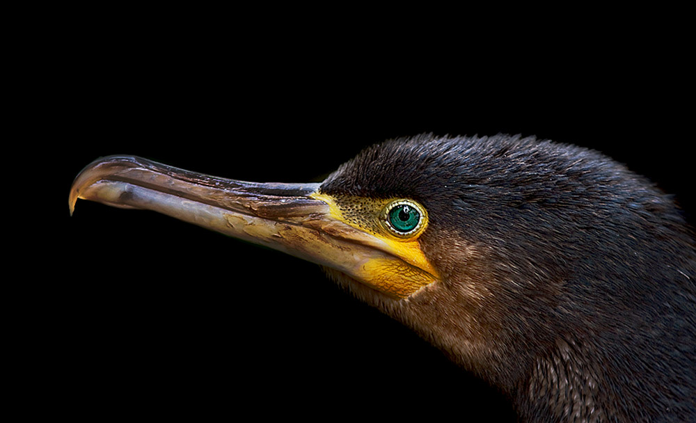 Cormorano