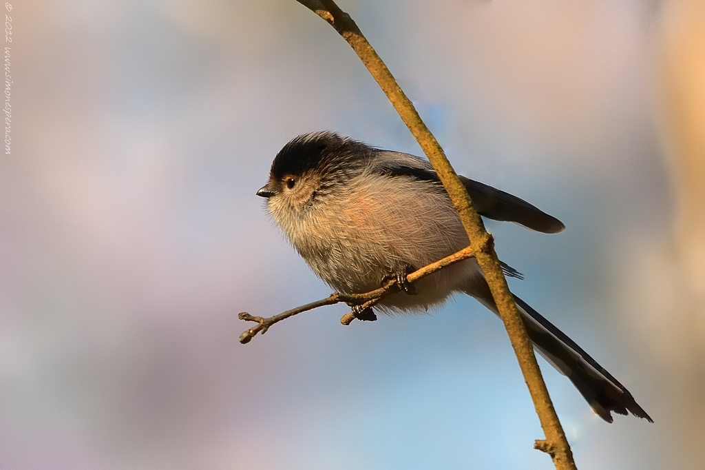 Codibugnolo (Aegithalos caudatus)