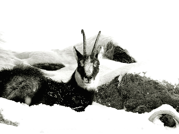 Comme dans les dessins...