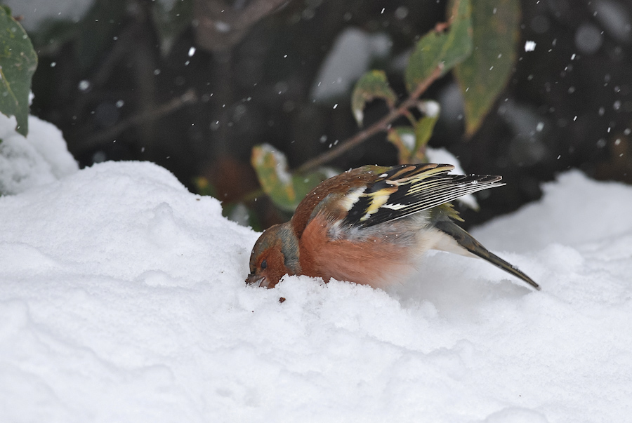 Alla disperata ricerca di cibo