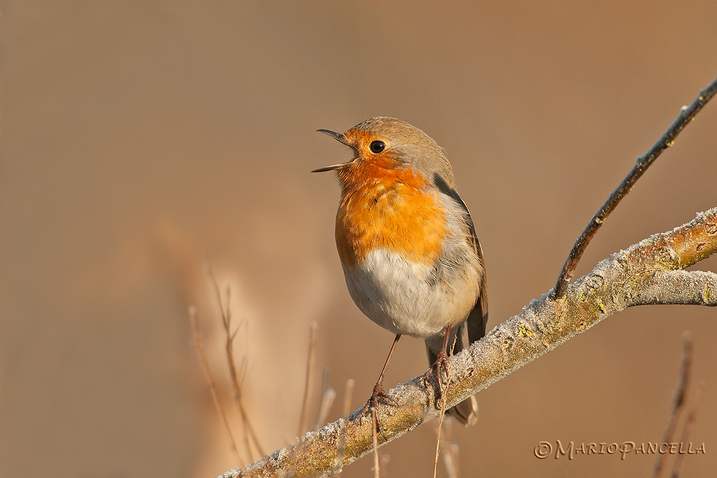 Pettirosso canterino