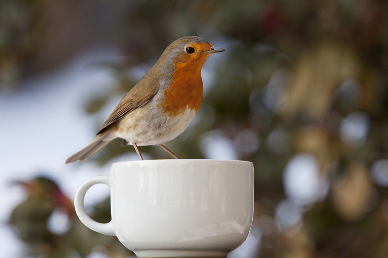 Una buona tazza di the