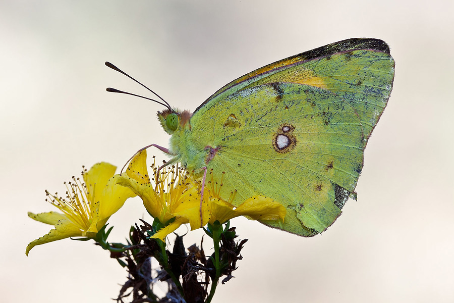 Colias in controluce