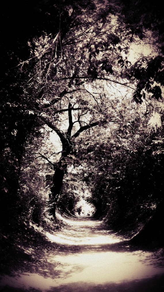 La strada nel BOSCO...