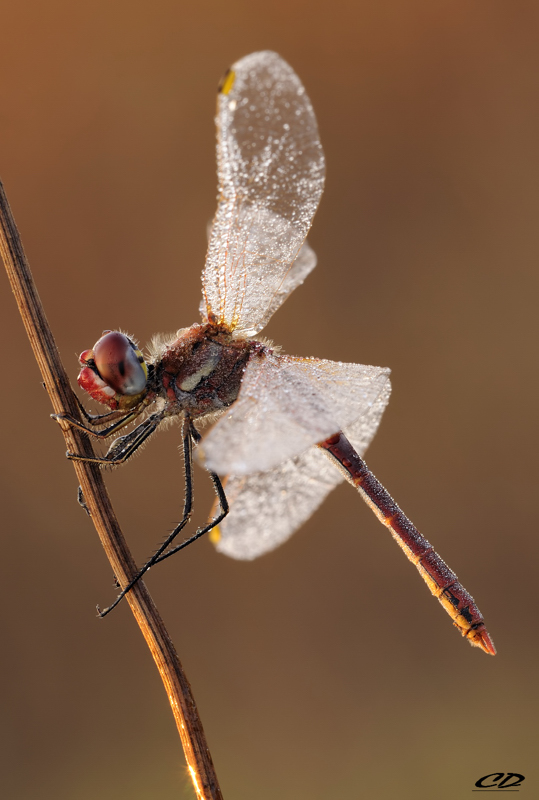 I MIEI PRIMI 40 ANNI..