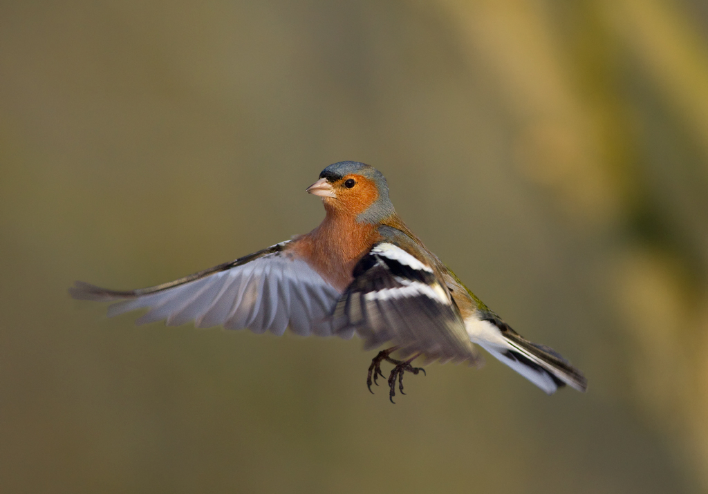 il volo del fringuello