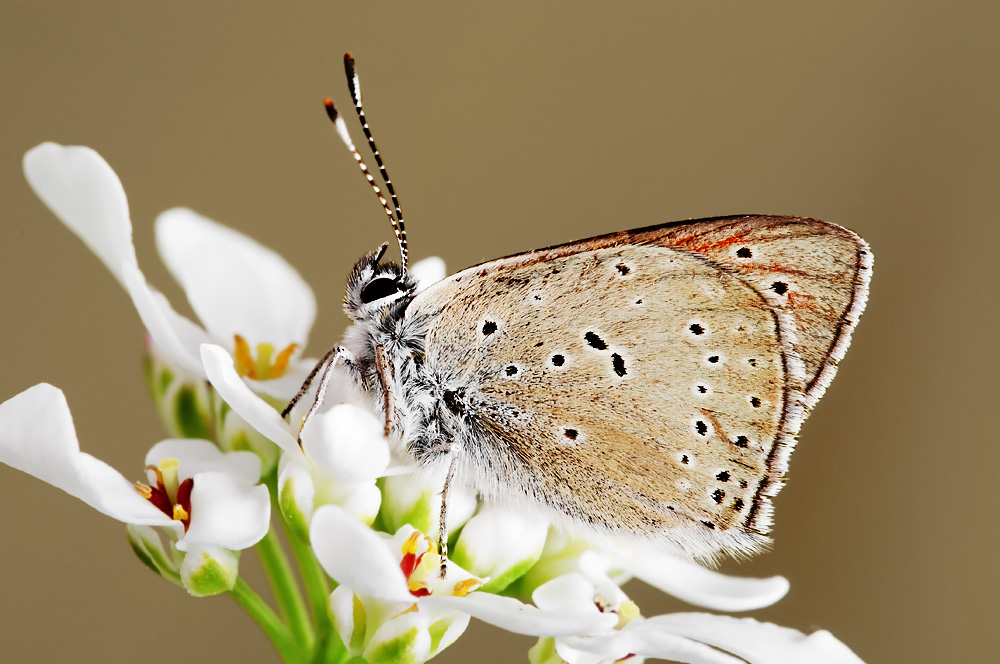 Lycaena hippot