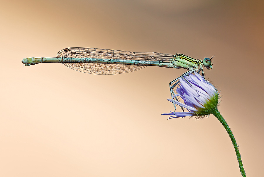 Platycnemis pennipes