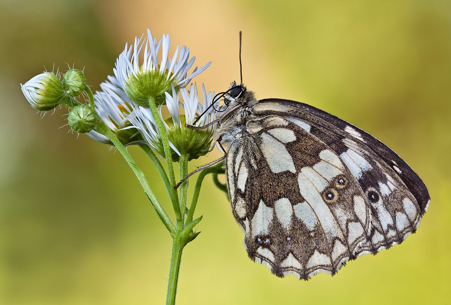 Melanargia