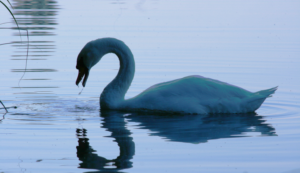 il cigno e le gocce