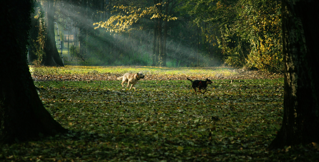 inseguimento tra cani