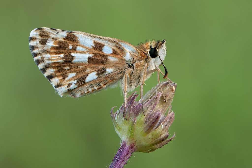 Pyrgus malvoides