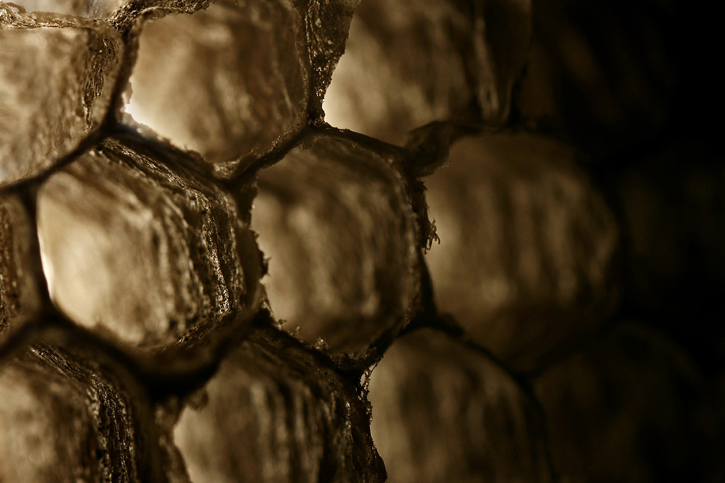 immaginate di essere una vespa...