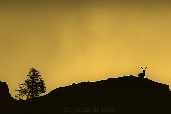 Un patrimoine commun - Une Montagne vivante - Ensemble prot�geons-les