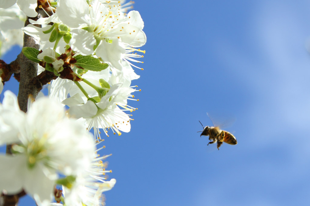 Voglia di primavera...