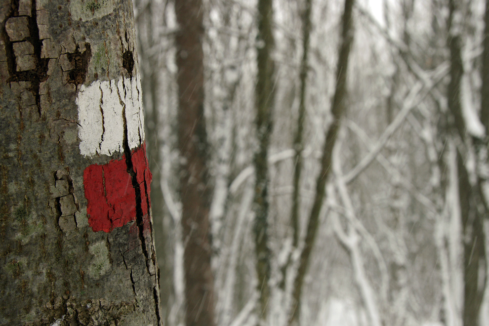 Segnavia CAI nel bosco