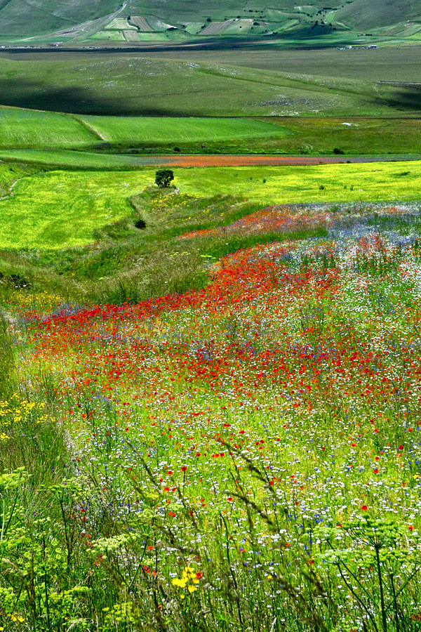 Colori a Castelluccio