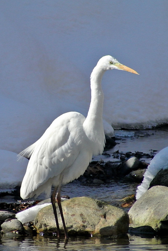 Airone Bianco Maggiore