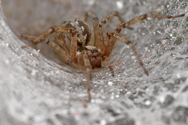 Nella tela del ragno!!