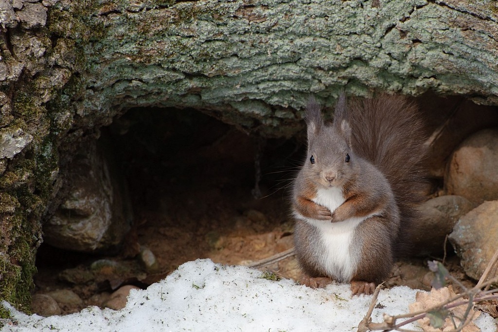 Scoiattolo sulla porta