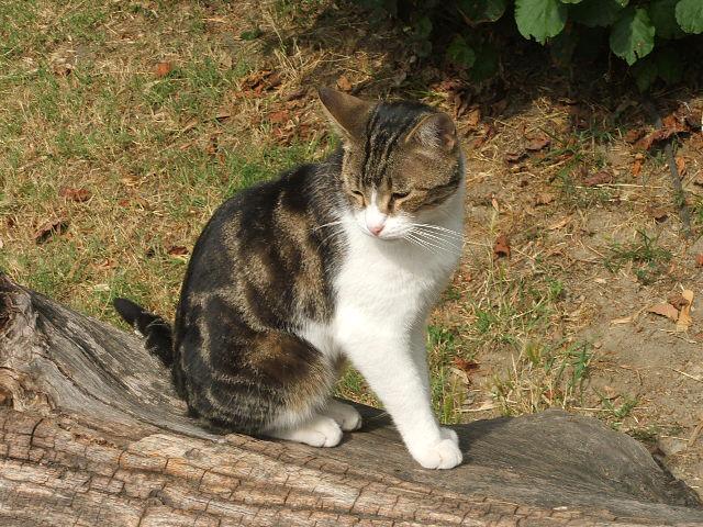 Un micio indipendente