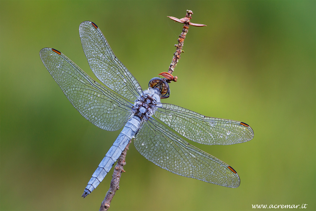 Orthetrum coerulescens