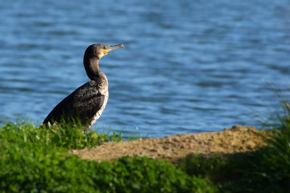 cormorano