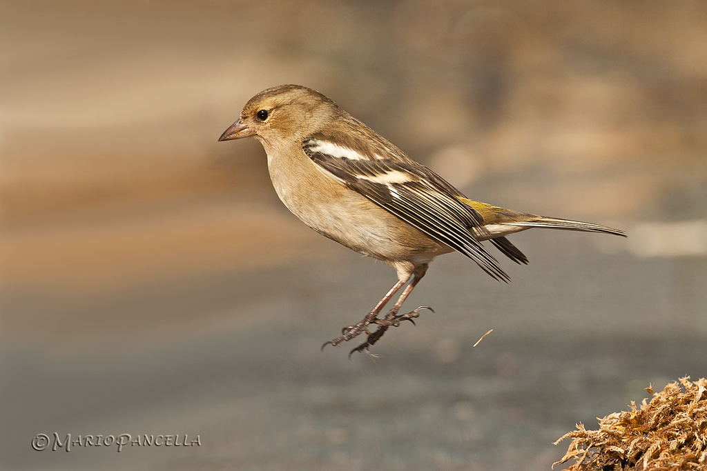 Il salto del Fringuello