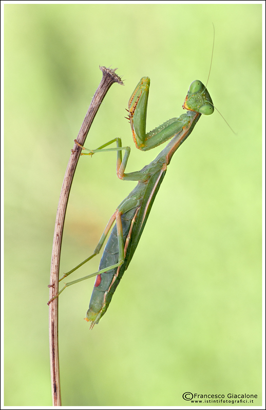 Sospesa sui trampoli