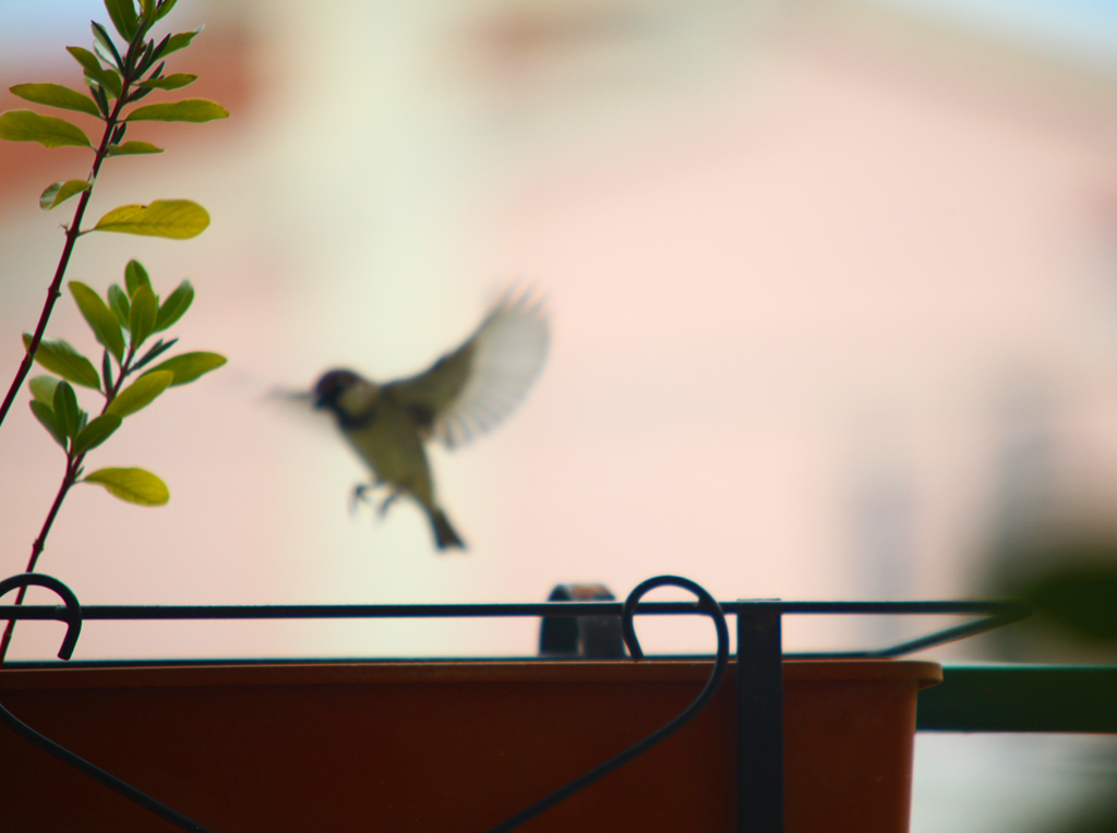 Evanescente battito d' ali