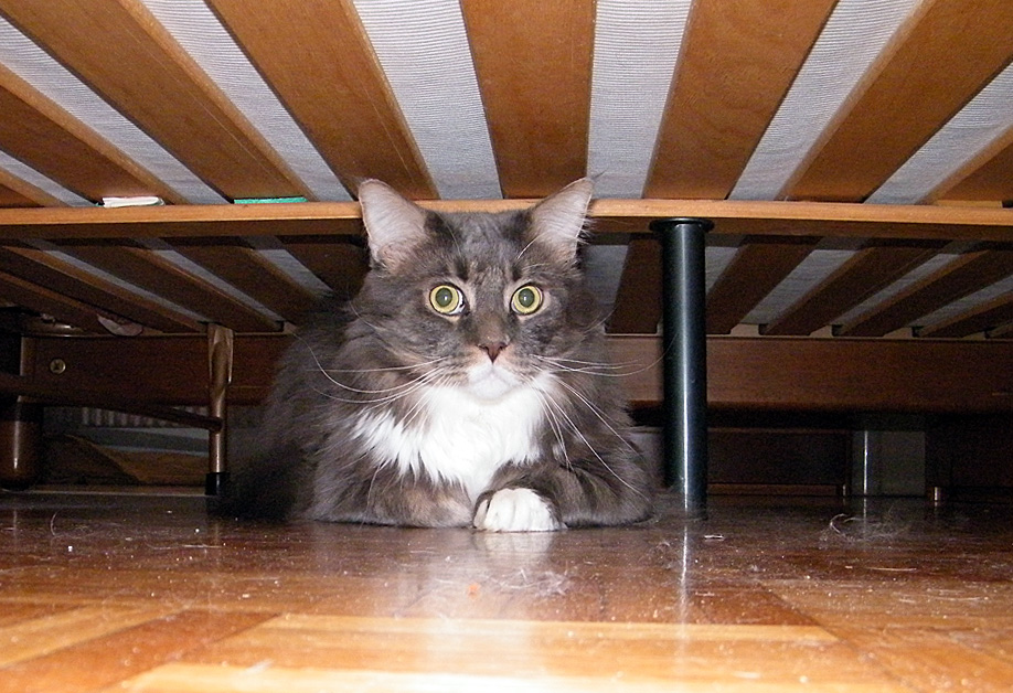 dov'� finito Pistacchio?