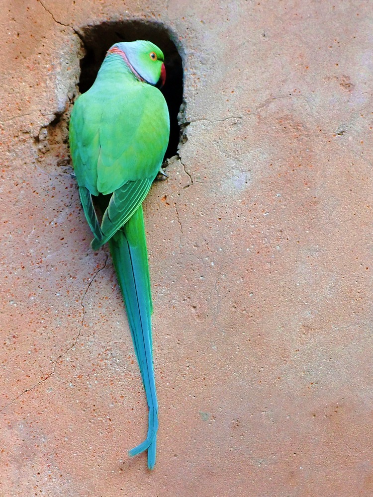 ho detto che non sono in casa per nessuno!!