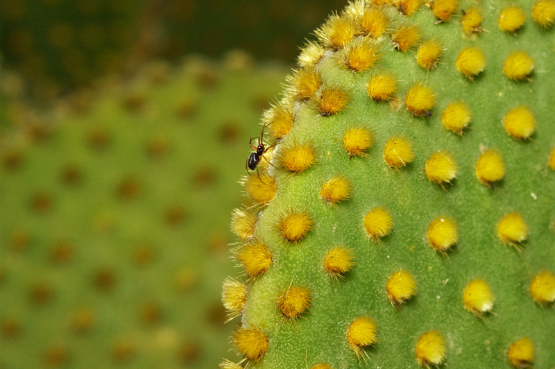 Orto Botanico Napoli II