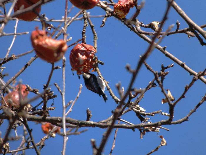 Colazione acrobatica