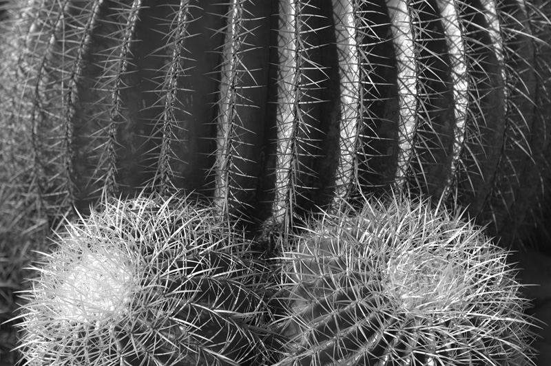 Orto Botanico Napoli IV