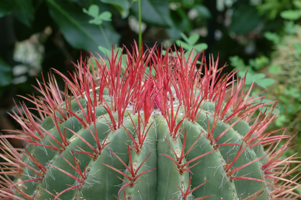 Particolari di cactus