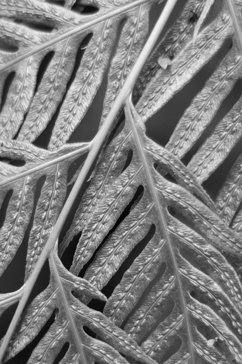 Orto Botanico Napoli V