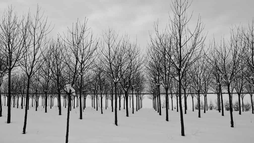 Simmetria in bianco-nero