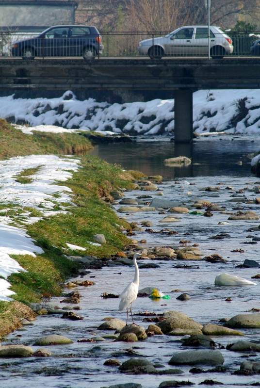 Airone nel torrente Lemina