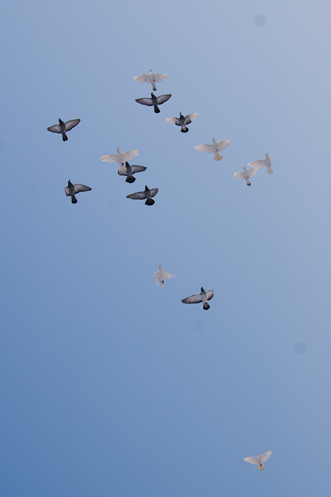 Volo di colombe