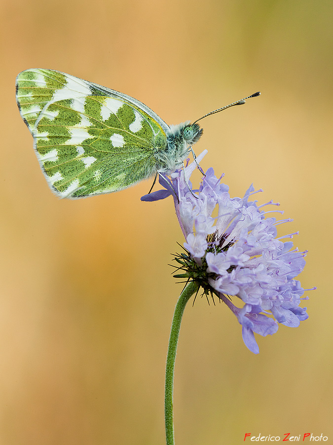 Sul bordo del fiore lilla...